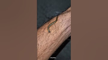 Beautiful Wild Animal Transformation! #animals #animallife #shorts