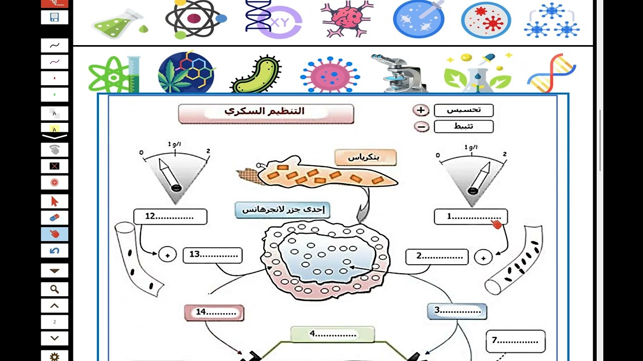 النشاط 4- نمذجة طريقة تنظيم نسبة السكر في الدم 2 ع ت