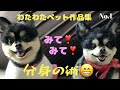 幸せな気持ちになれる【羊毛フェルト犬の作品集】羊毛わんこ(リアルぬいぐるみ)