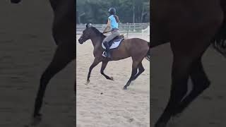 6/20/24 Flatwork on Hazel 9yo Standardbred mare