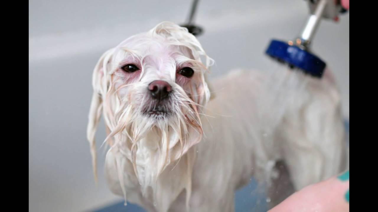 Сколько раз мыть собаку. Неухоженная Мальтийская болонка. Мальтийская болонка щенок. Мальтийская болонка мокрая. Мальтезе мокрая.