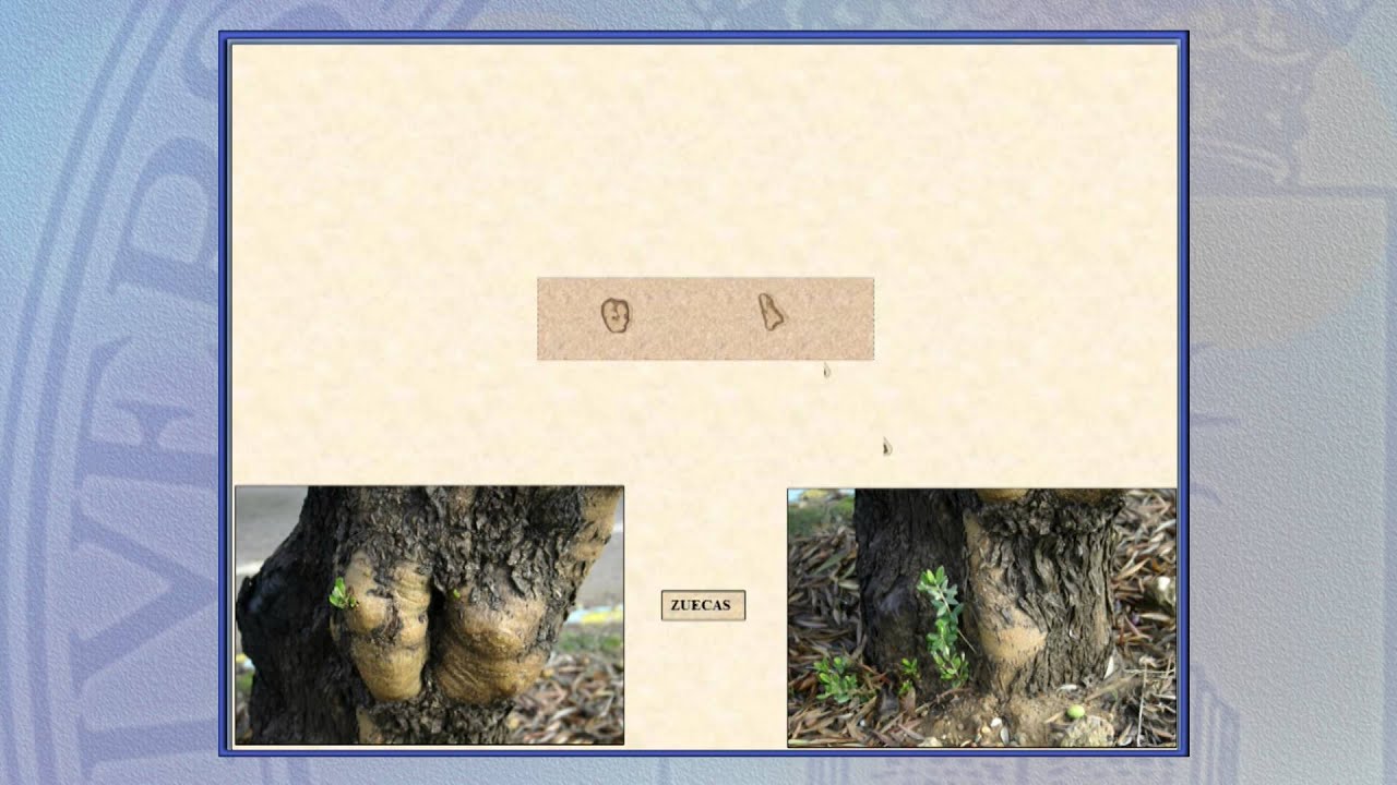 Arboricultura 7.1: Multiplicación del olivo. Métodos de multiplicación