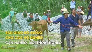 Bàn giao bò giống cho các hộ nghèo, cận nghèo, mới thoát nghèo | Thái Nguyên TV