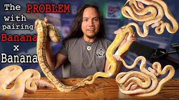 The LAST VIDEO I will EVER make on the Banana or Coral Glow Ball Python