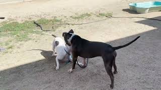 Helo #A2034668 & Shaina #A2028445