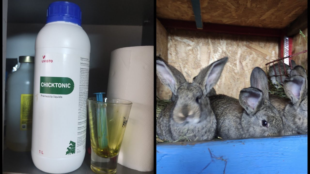 Suplimentele și vitaminele pe care le putem administra iepurașilor 🐰🍎🍐