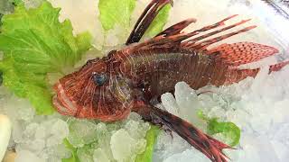 Live Puffer Fish | Lion Fish - Most Poisonous Fish In The World Cooked !