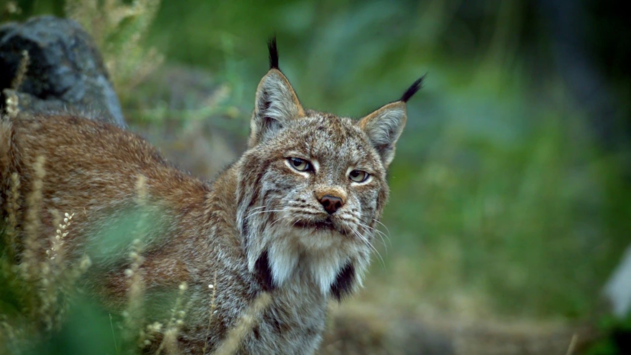 blue wilderness cat food commercial