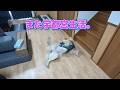 またまた始まりました。宇都宮生活。ゴールデンレトリバーティト