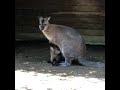 Wallabies