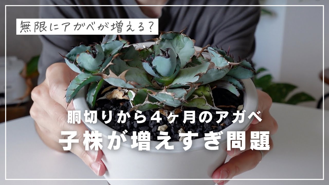Grows infinitely] Cut an agave in half and you'll be amazed at