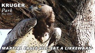 Kruger Park: Martial Eagle killed a Likkewaan