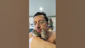 птенцы мухоловки и пеночки