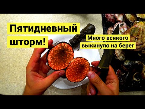 Videó: 5 Karib-tengeri növény beltérben: gondozási tippek trópusi szobanövényekhez