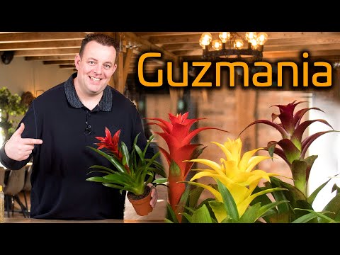 Video: Guzmania-plantinligting: Kom meer te wete oor die versorging van Guzmanias
