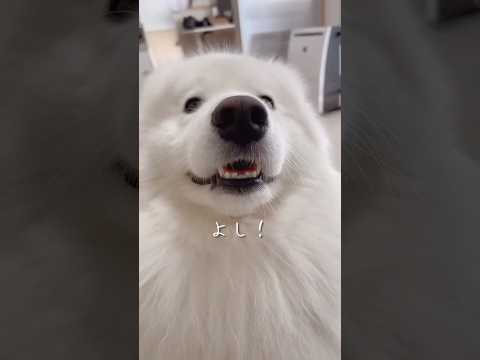 新しいおもちゃでサモエドを誘ってみたら想像以上の反応でした！ #samoyed #大型犬 #癒し動画