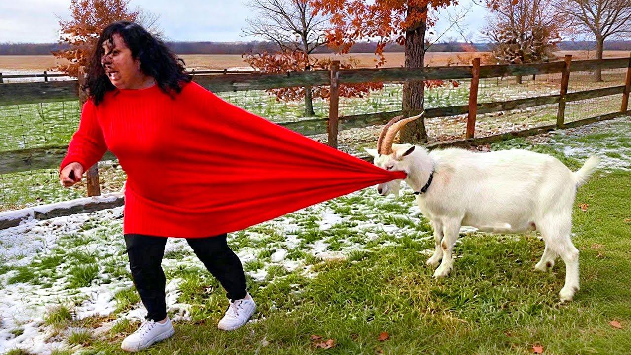 Try Not To Laugh Challenge — Funniest Animals 2026