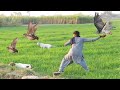 Fantastic hunting of coot and quail with goshawk || Raptors Today