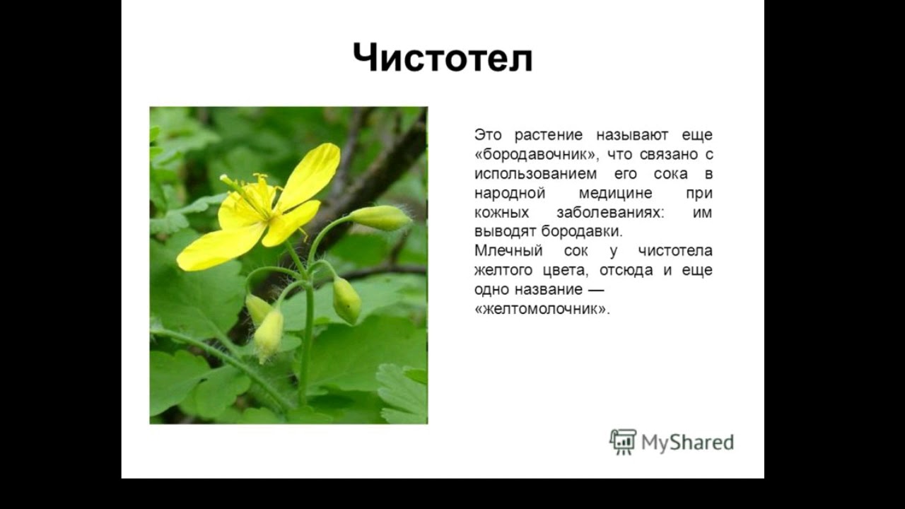 Чистотел применение в медицине. Любое растение. Лекарственные растения. Описание растения. Лекарственные растения чистотел.