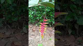 Flor de platanillo ( musaceae) /musaceae flower