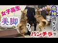 セーラー服の美脚女子高生が突如自宅に訪問！柴犬兄弟は初JKにどれだけ大興奮するのか？
