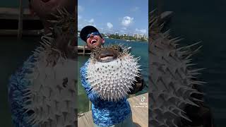 The biggest Puffer fish you have ever seen