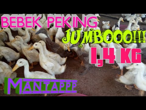 Cara Ternak Bebek Hibrida Peking Super Panen Kandang Bersih Bebek Gemuk Youtube Cara Ternak Bebek Hibrida Peking Super Panen Kandang Bersih Bebek Gemuk Youtube