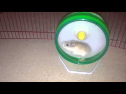 cute-roborovski-hamster---squeak