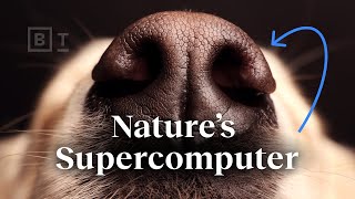 Nature’s supercomputer lives on your dog | Ed Yong