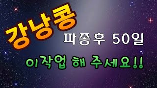 [텃밭농부.589] 강낭콩파종 50일째 3가지 할일.강낭콩 재배