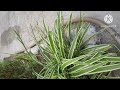 Spider plant growth,care tips