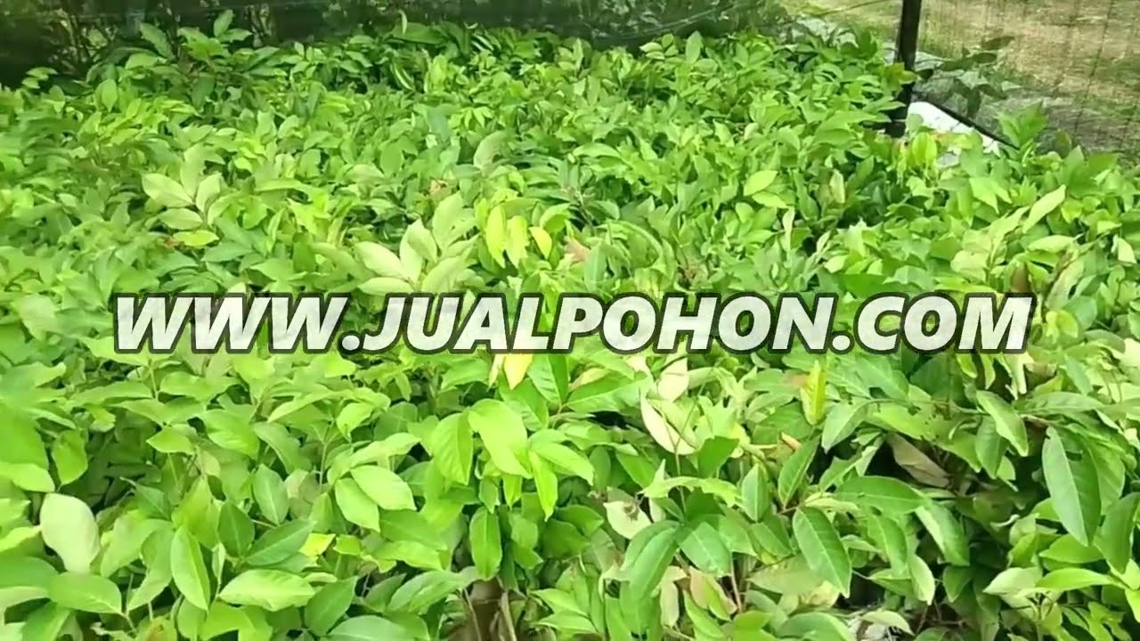 Bibit Rambutan Binjai Berkualitas, Hasil Memuaskan