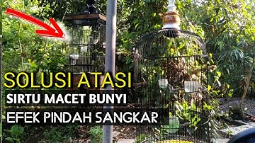 cara mengatasi sirtu MACET BUNYI saat pindah sangkar