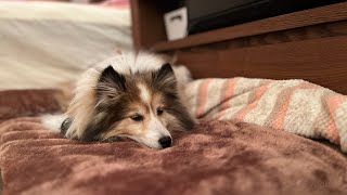 【ミニシェルティ】寒くて深夜に起きちゃった愛犬