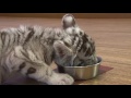綺麗にたべるために!トラの赤ちゃんの食事