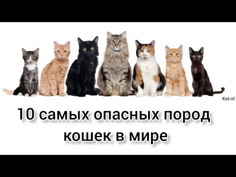 10 Самых Опасных Пород Кошек В Мире