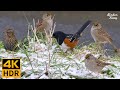 Cat TV for Cats to Watch 😺 Birds in the Snow Spectacular Chatty Squirrels 🐿 8 Hours 4K HDR