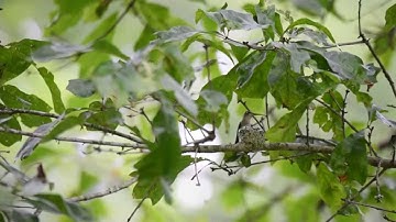 Faith a ruby-throated Hummingbird feeding her babies at the State Botanical Garden on Georgia