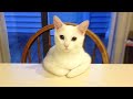 Hilarious cat makes jokes  funniest cats 2023