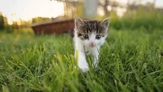 cute cat || baby cat 🦁🦁🐯🐯🐺🐯