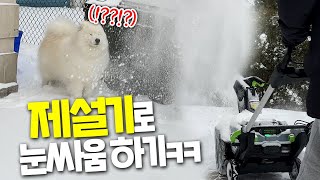 Samoyed and Snow Blower by 호야단추(HoyaDanchu) 12,584 views 1 year ago 11 minutes, 27 seconds