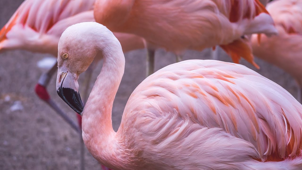 Why Are Flamingos Pink?