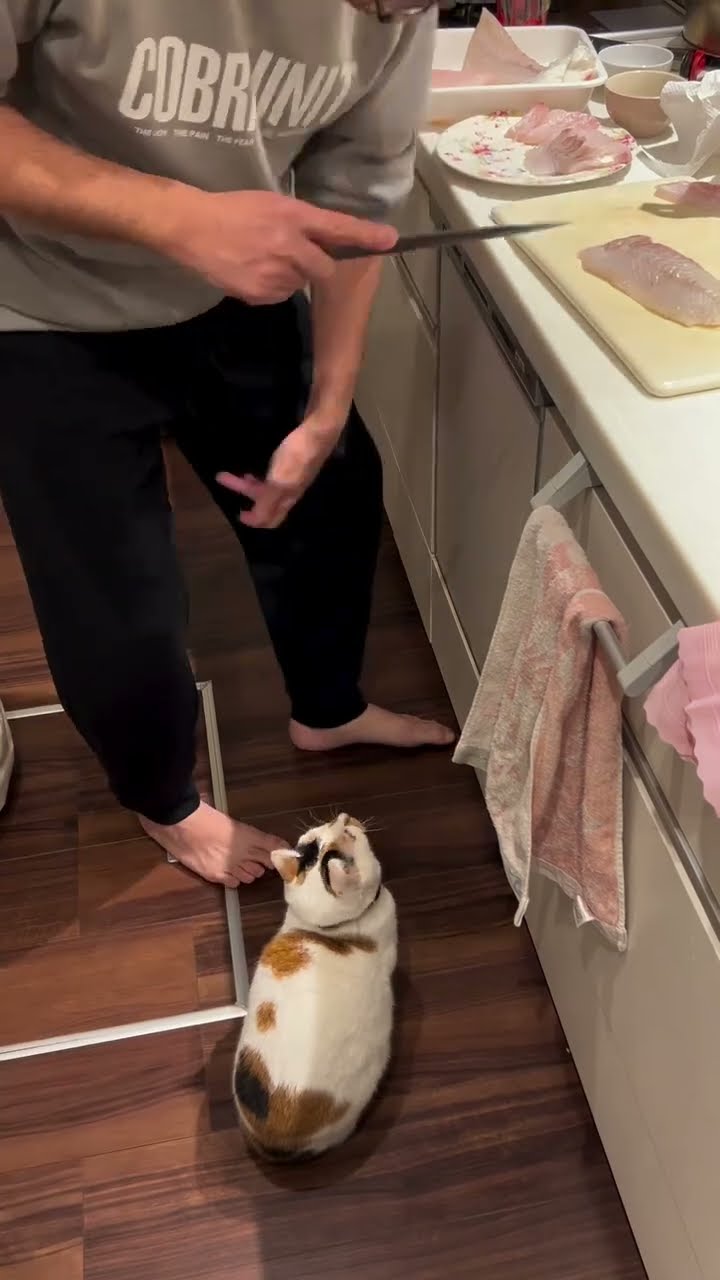 Top des vidéos très mignon ♥️ ❄️ ♥️ ❄️ ♥️ ❄️ ♥️