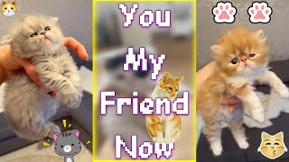 You My Friend Now - Where Is The Meme