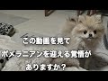 ポメラニアンを迎えるか迷ってる方へ伝えたい10のこと！