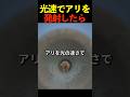 光速でアリを発射したらどうなる？
