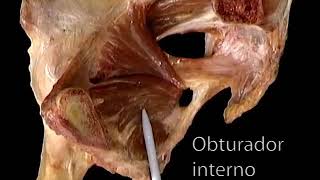 Internos musculos del muslo rotadores