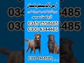 Army dog center Okara khoji dog in Okara