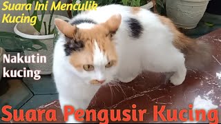 Suara Pengusir Kucing || Suara Penculikan Kucing Suara Ini Menculik Kucing | Menakut-nakuti Kucing