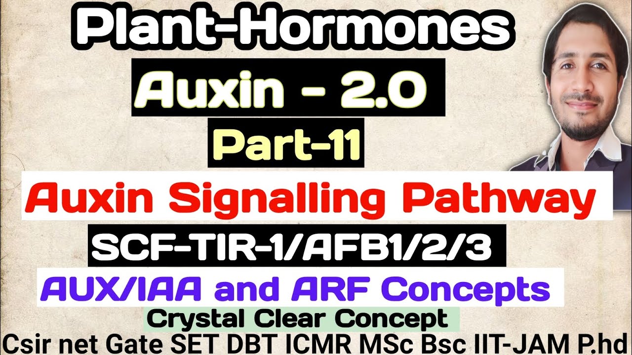 Plant Hormone - Auxin (Part-11) AUXIN SIGNALLING PATHWAY # auxin #Csir net
